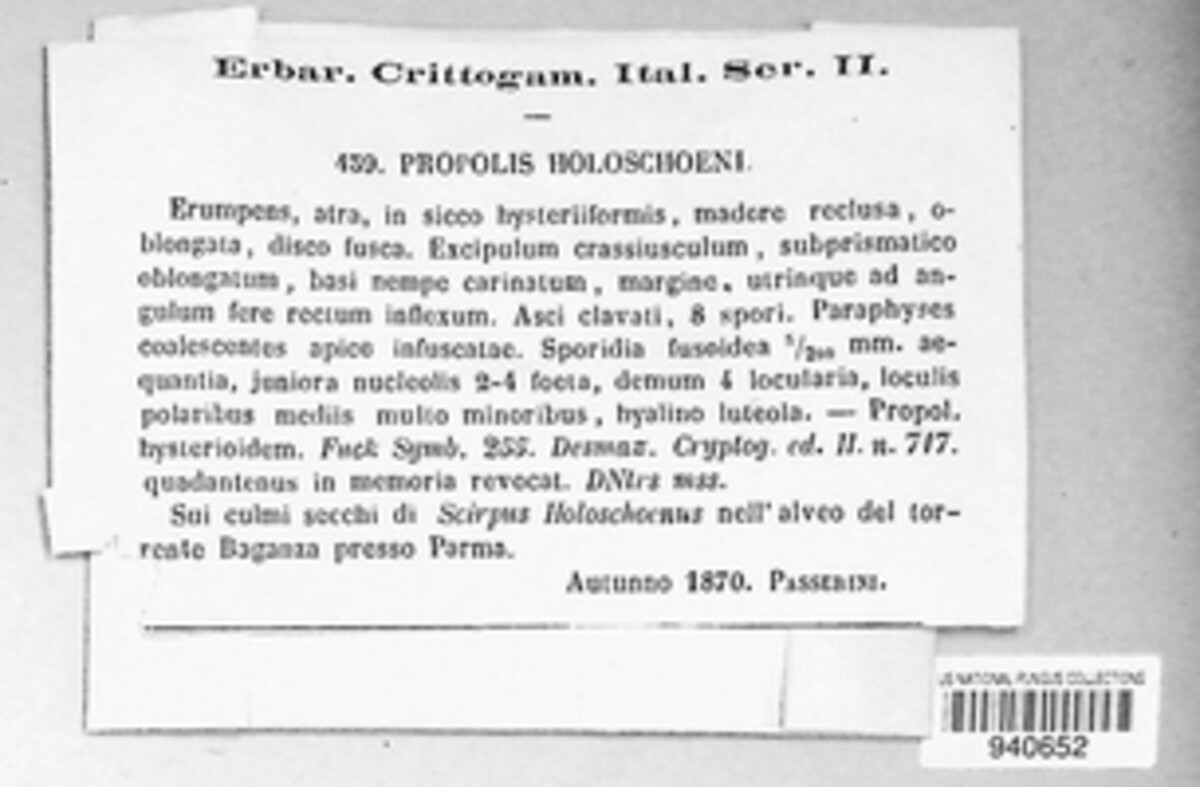 Propolis holoschoeni image